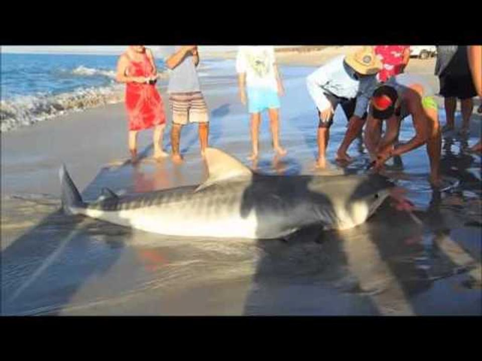 Fishermen snag shark on Australian beach