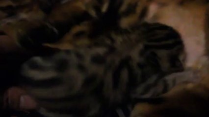 Hypnotic'Bengal Havane & I'Lhawa (6 jours)