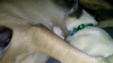 Cutest animal video evar