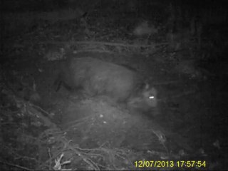 SAnglier à la souille