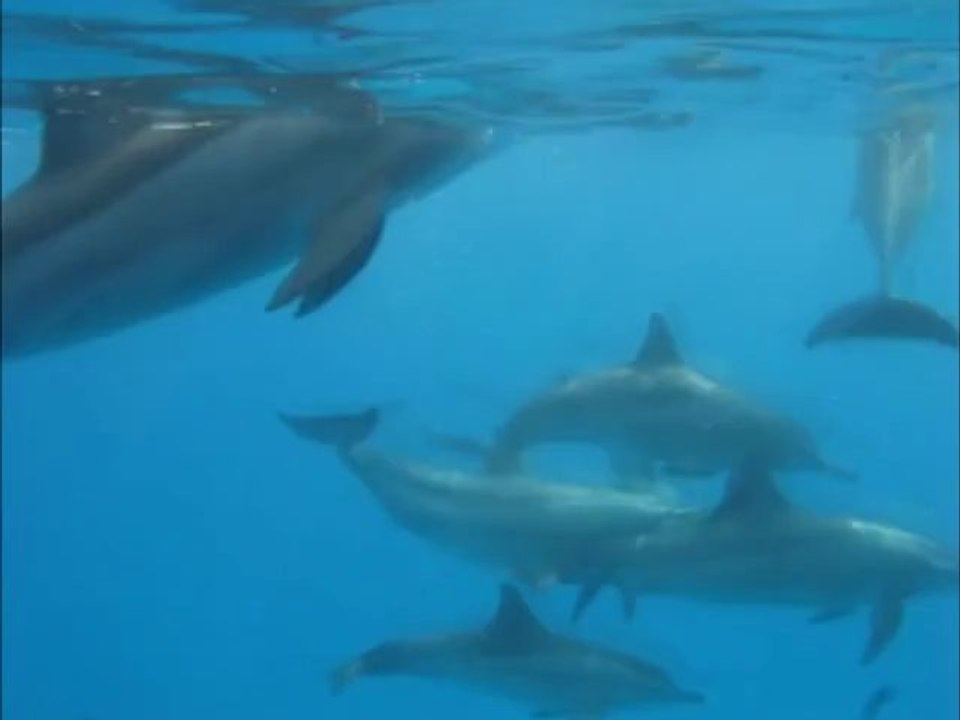 Nager avec les dauphins en mer rouge