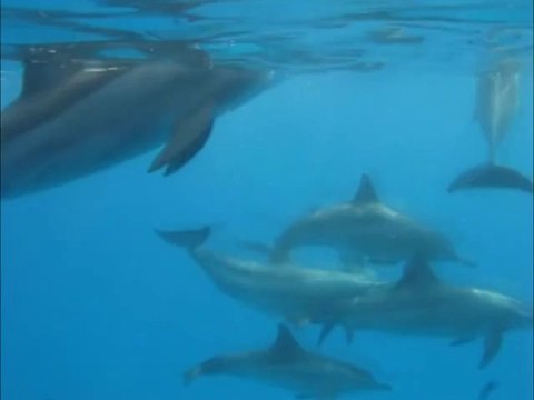 Nager avec les dauphins en mer rouge