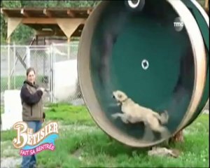 bêtisier des animaux