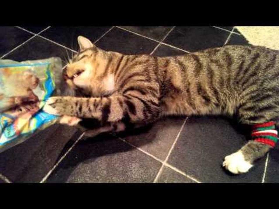 Milo Loves His Catnip