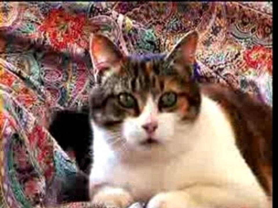 chat attaque