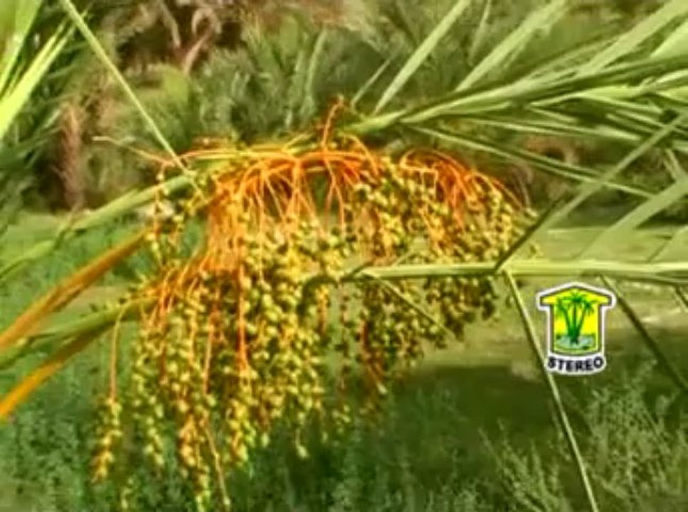 Ma Beat Hachri Shai Balochi Song - balochirung.com