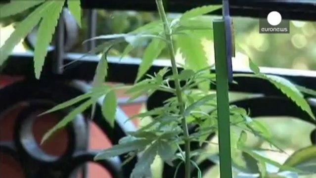 Uruguay: legalizzazione marijuana, parlamento verso uno storico sì