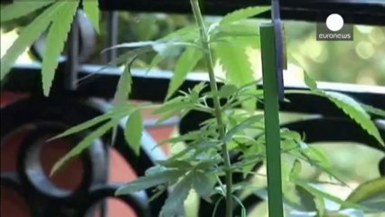 Uruguay, a punto de convertirse en el primer Estado productor de marihuana en el mundo