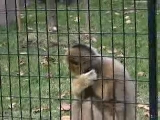 un singe, une sucette...