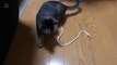 Des chats jouent avec des ficelles - compilation d'animaux marrants!