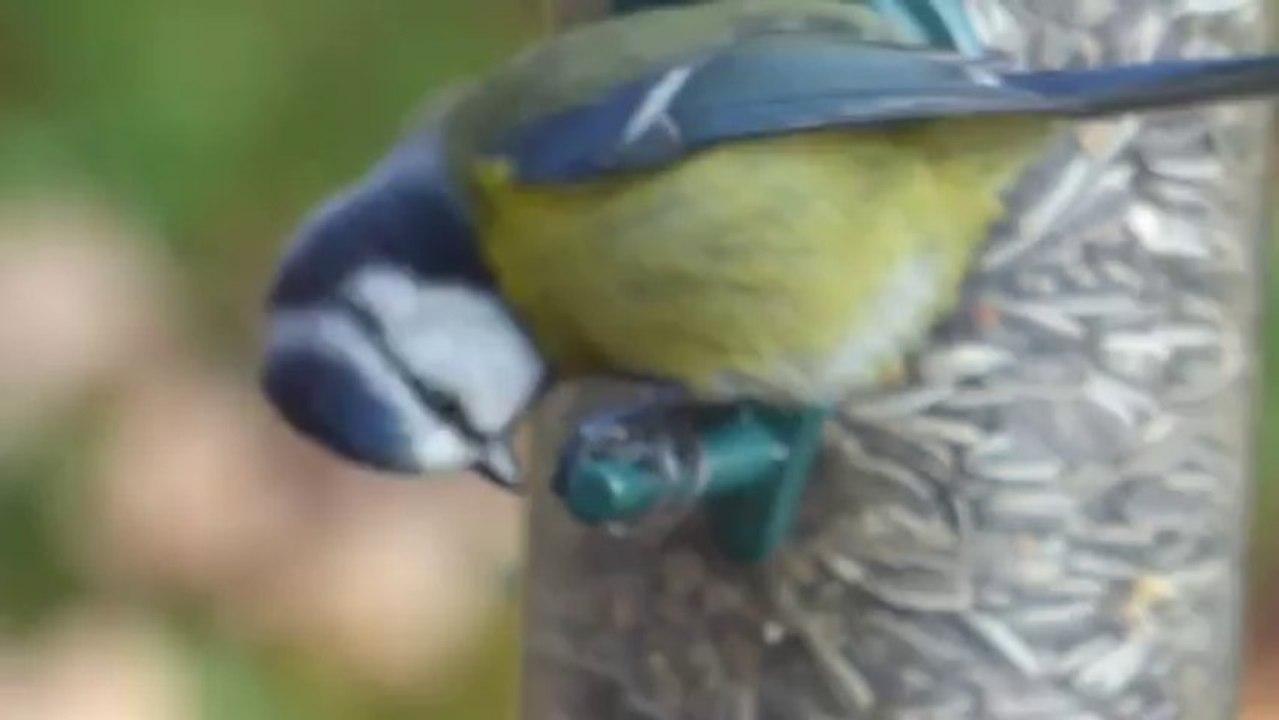 déjeuner de mésange