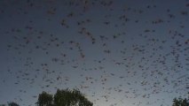 A colony of bats in Queensland