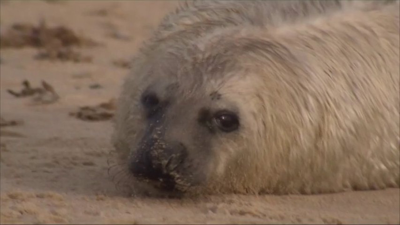Des centaines de bébés phoques égarés par la tempête