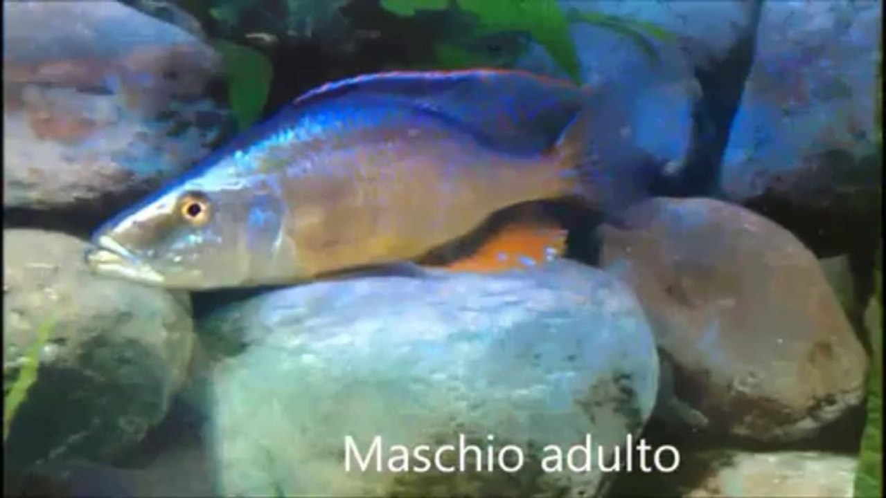 Le prime fasi e lo sviluppo embrionale dei piccoli Dimidiochromis compressiceps "Gold" Chizumulu