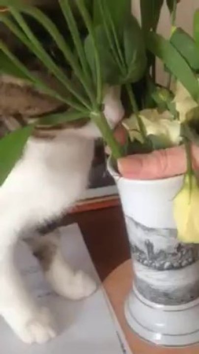 CHIPIE - 10 décembre 2013IMG_1565