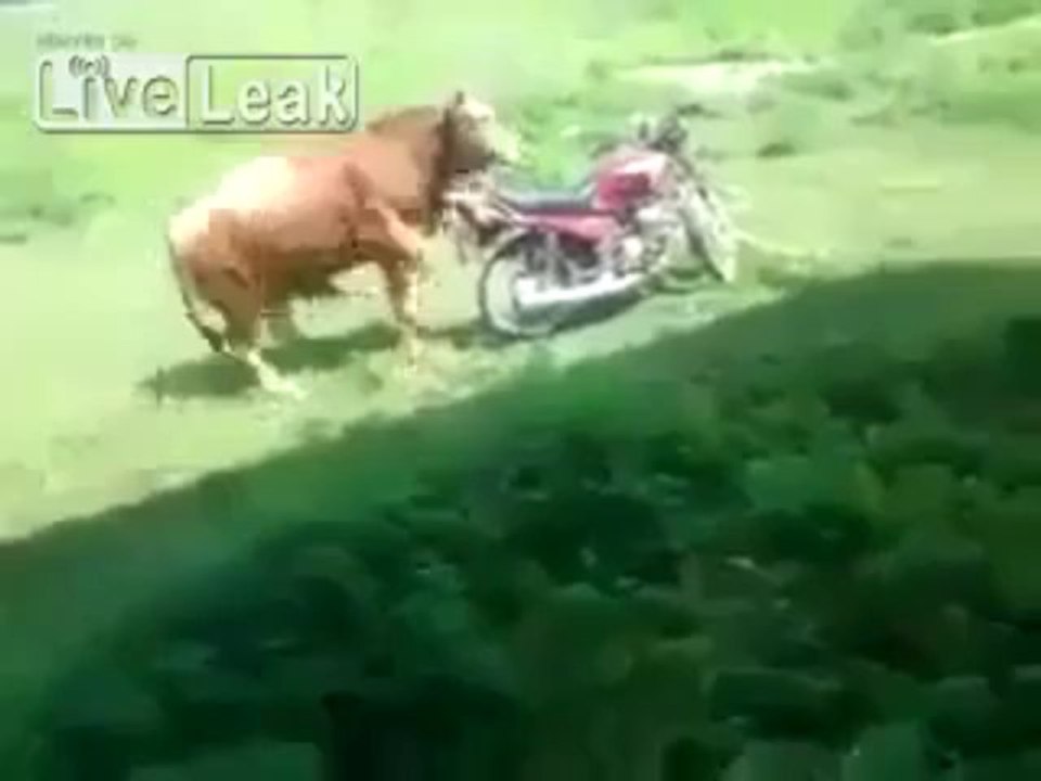 Cow On Honda