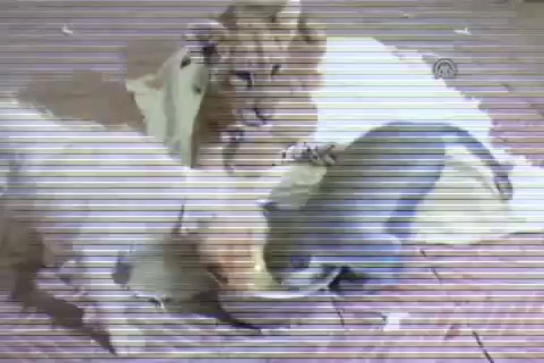 İki köpek, bir aslan, bir maymun