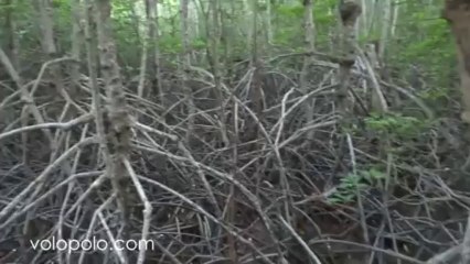 Mangrove forest of the Khlong Kao-Khlong Kob National Reserve Forest