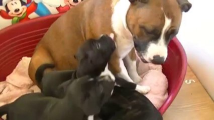 46ème vidéo : La maman et ses petits de staffordland (1/2)