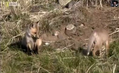 Долина волков.