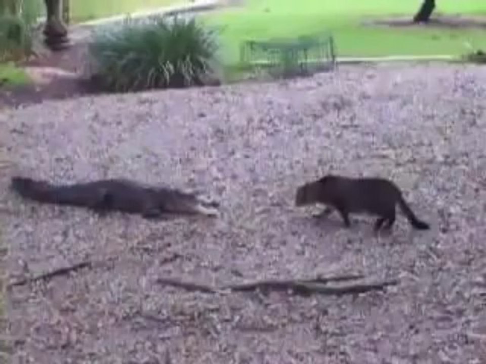 Gato Vs Cocodrilo ... Mira quien gana