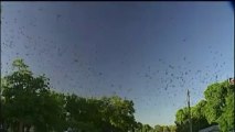 Une ville australienne envahie par des nuées de chauves-souris