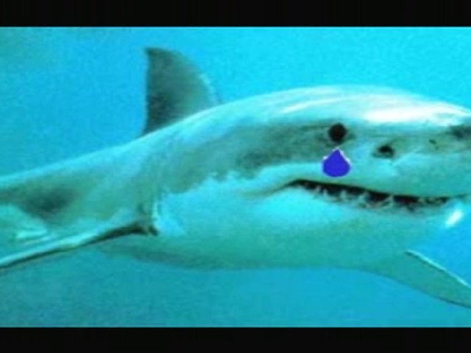 requin chagrin