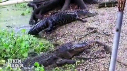 Now Who's The Scaredy Cat? | Alligator vs. Housecat #VOTY2013