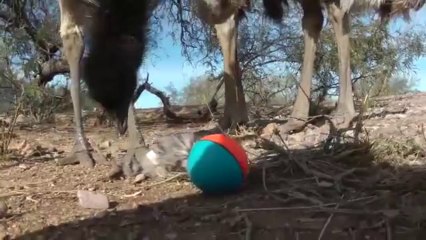 Animal Clip Of The Week- Chris Bosh & Friends Vs. A Weasel Ball Toy!