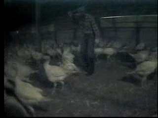 Meet Your Meat - Turkeys