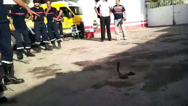 algerie un Cobra capturee par les pompiers a Biskra