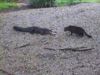 Alligator Vs. Cat - The Cat wins... awsome...