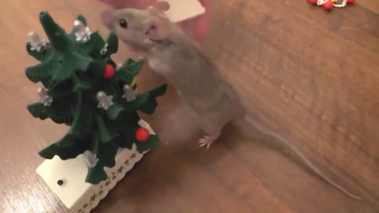 Une petite souris décore son mini sapin de NOEL!