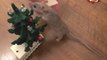 Cute little Mouse Decorates Christmas Tree