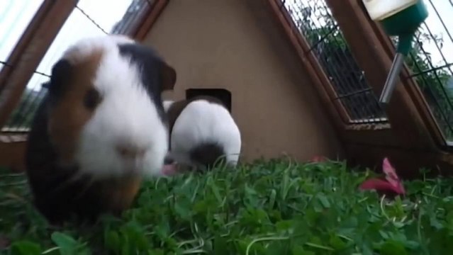 Cochons d'inde qui danse sur de la Drum'n Bass! Enorme