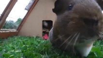 Two Guinea Pigs Dance To Drum And Bass