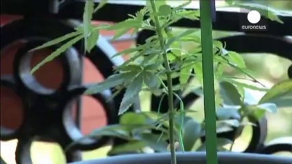 Uruguay makes history by legalising entire marijuana market