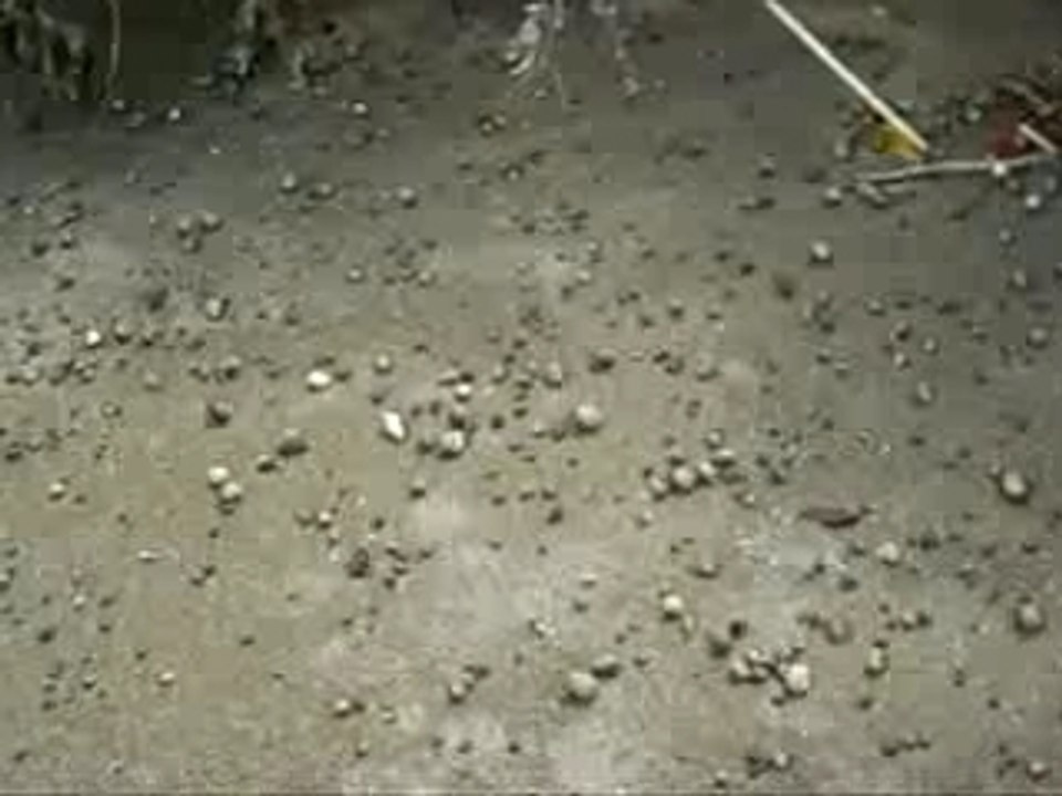 Costa Rica Isla del Caño Karramarroak