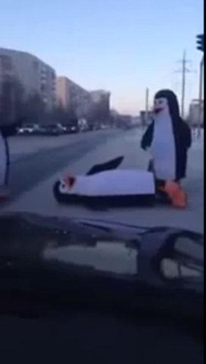 Des pingouins traversent la route et FAIL!!!!!