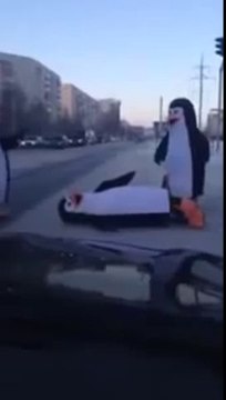 Des pingouins traversent la route et FAIL!!!!!