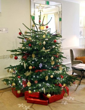 Decorated Christmas Trees - London, UK