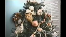 Funny Cats In Christmas Trees!!! Compilation
