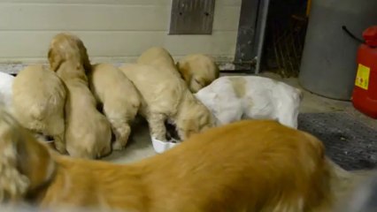 Chiots cocker 26/10/6