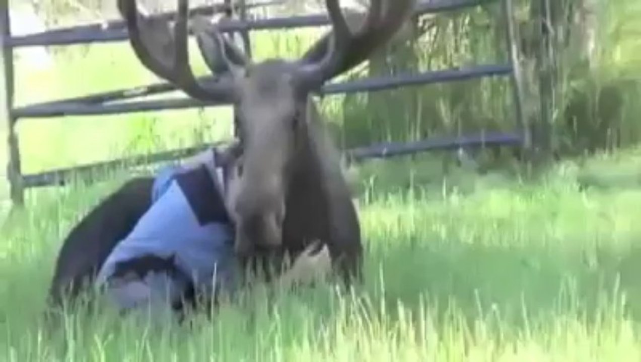 A Moose and His Gir
