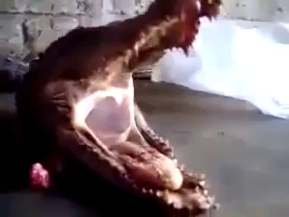 OMG Dead Crocodile Are Still A Live