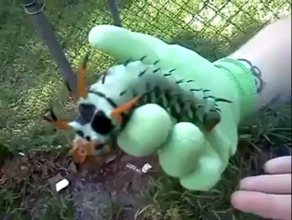 The largest caterpillar EVER
