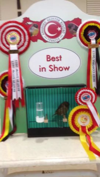 Anadolu Gloster Kulüp Bestler...