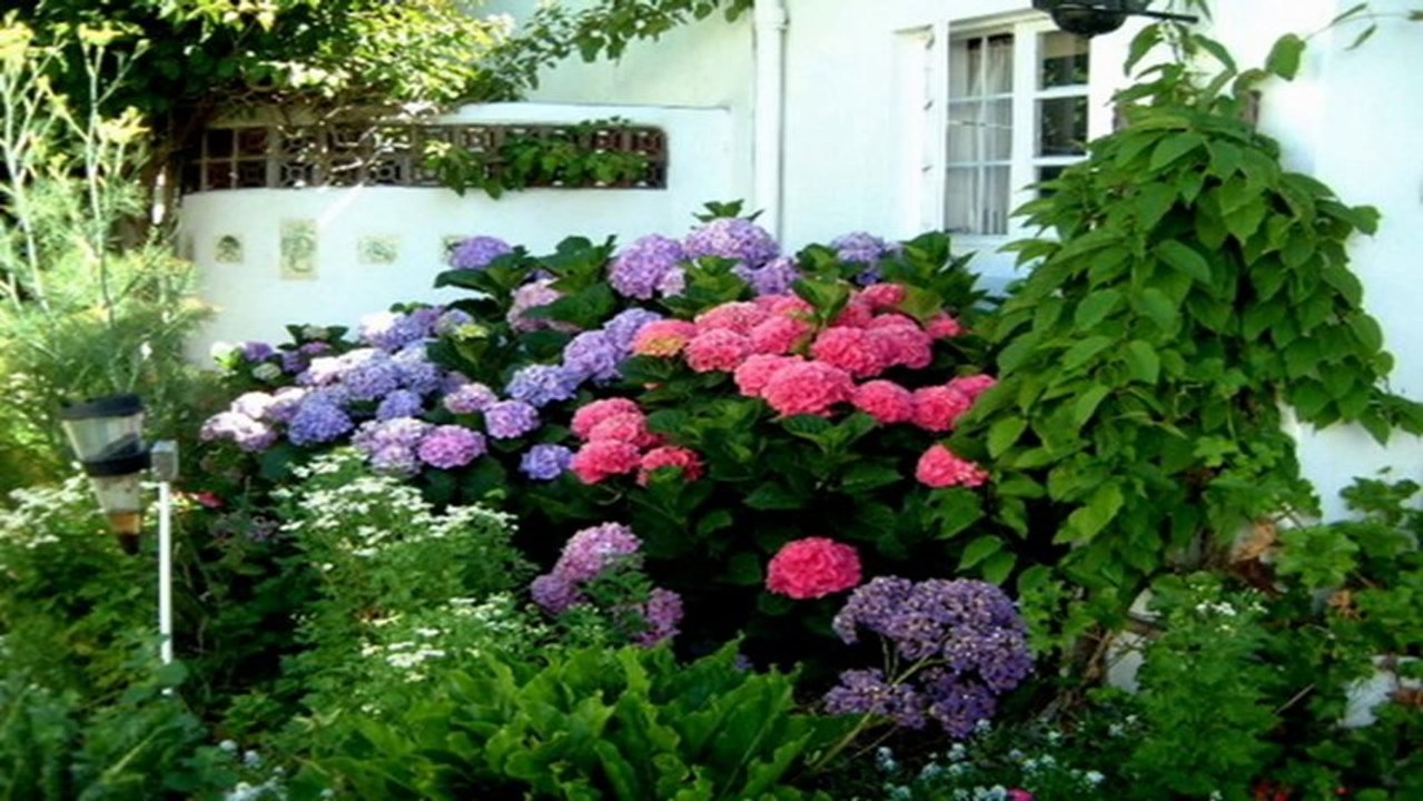 Hydrangeas (PP720)
