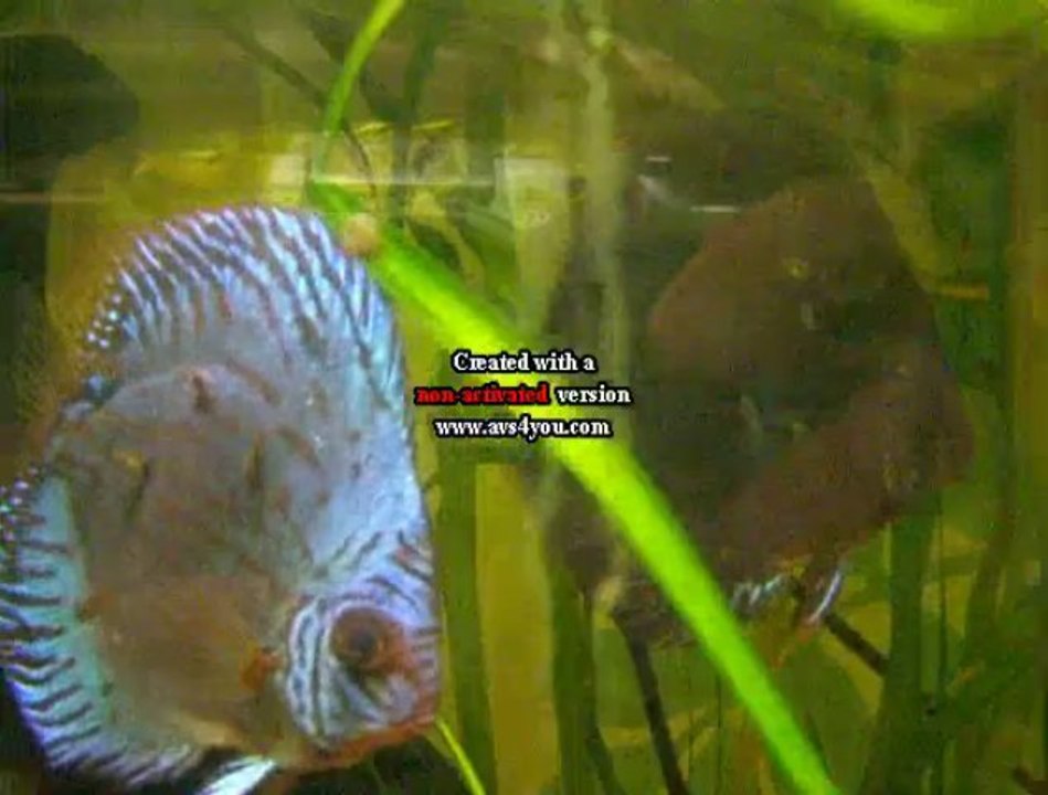 ELEVAGE DE DISCUS