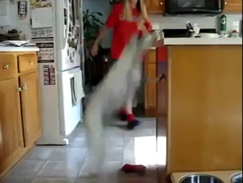 Italian Greyhound dog waits for his dinner